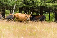 NP Bayerischer Wald_Auerochse_d8b0051